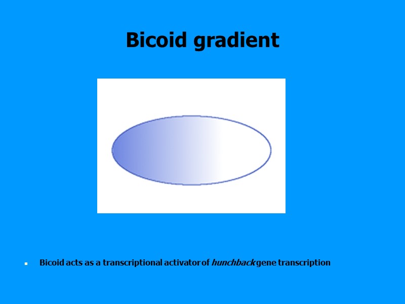 Bicoid gradient Bicoid gradient